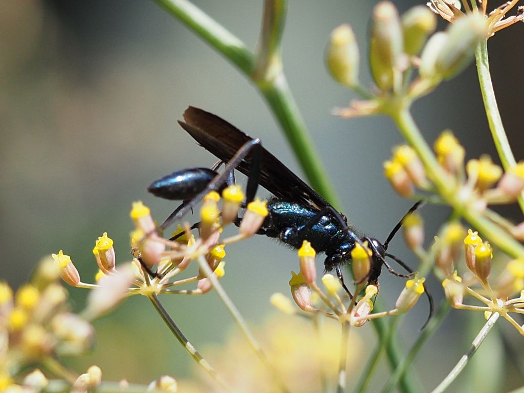 Sphecidae: Chalybion californicum